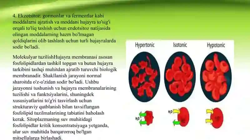 Bir va ikki qavatli sun'iy membramalar. biologiya 4