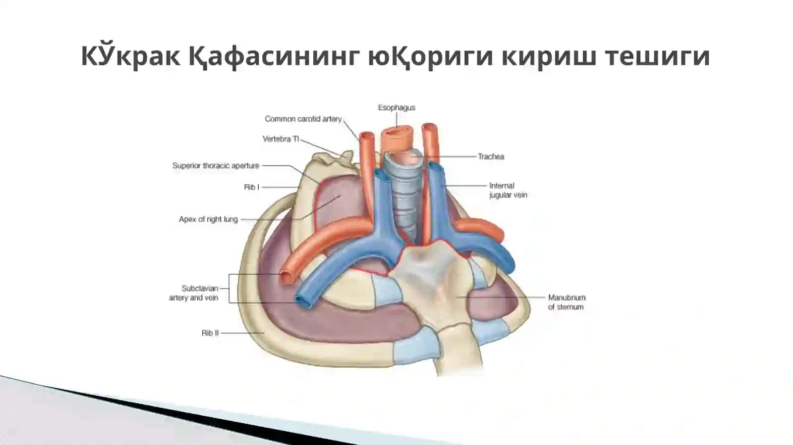 №2 Мавзу: Кўкрак қафаси суяклари. Қовурғалар, тўш суяги ва кўкрак кафаси 4