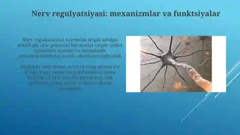 Organizmning nerv, immun- endokrin boshqariluvi 4