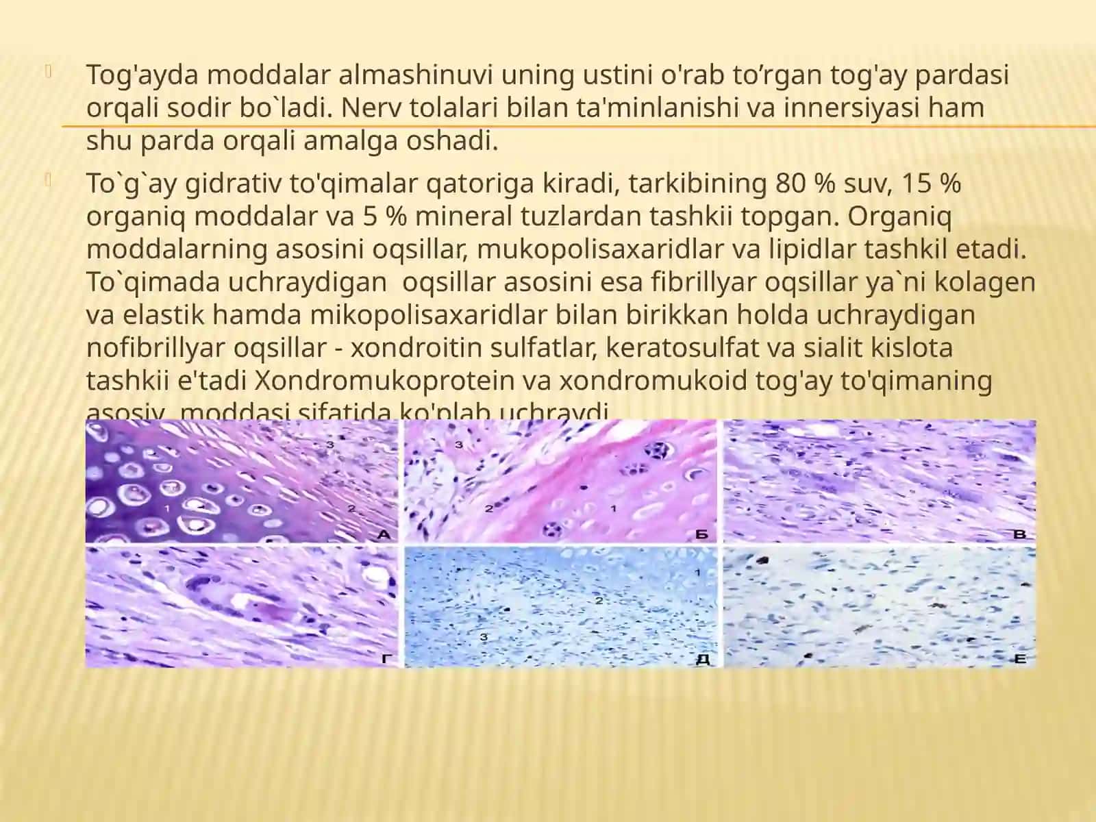 Tog`ay to`qimasi,uning gistologik tuzilishi va tiplari 4