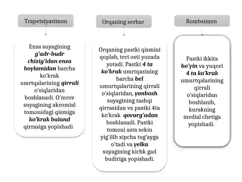 Gavda muskullari 4