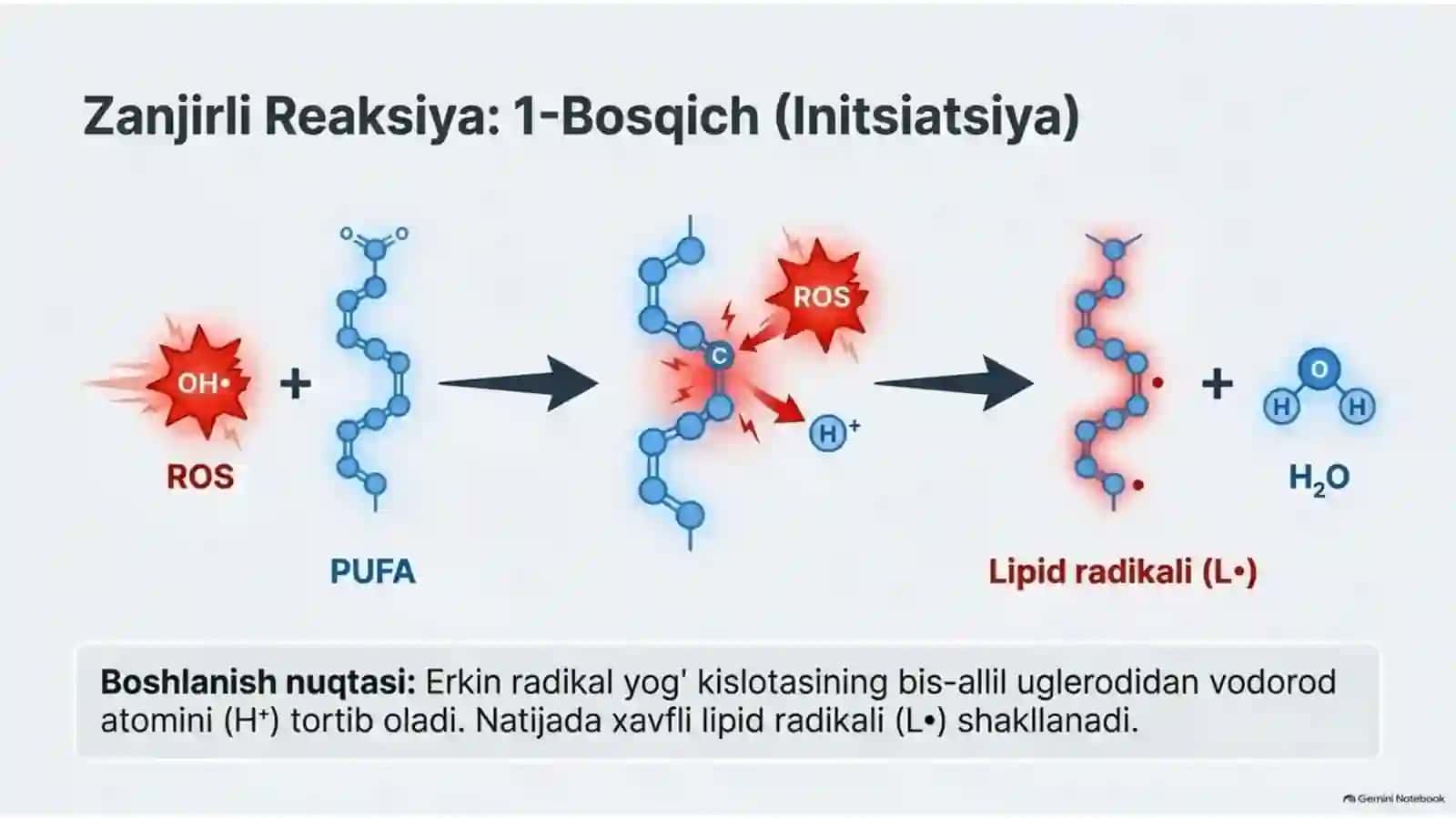 Lipidlarning peroksidlanishi va hujayra shikastlanishi — 15 slayd 4