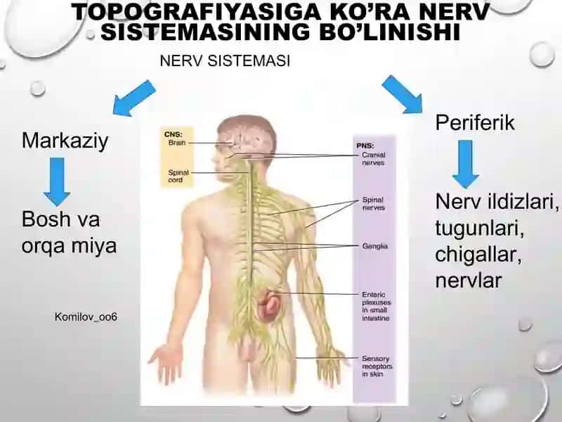 orqa miya 4