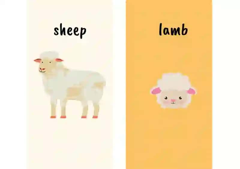 Animals 4