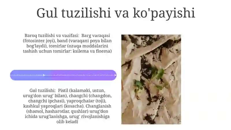 O'simlik ildiz, barg va gulning tuzilishi 4