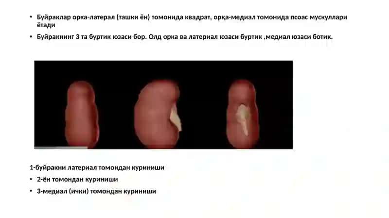 Буйраклар ултратовуш текшируви технологияси. Болалардаги буйрак касалликлари ултратовуш ташхисининг хусусиятлари, Буйрак ва сийдик тизими аномалиялари ултратовуш диагностикаси 4