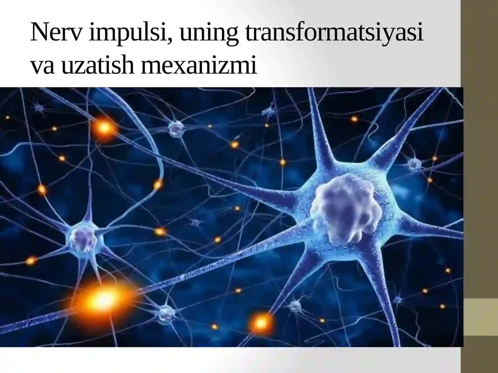 Neyronlarda  nerv impulslarining hosil bo’lish mexanizmlari. Nerv  tolalari bo ‘ylab qo’zgalish o ‘ tish mehanizmi 4