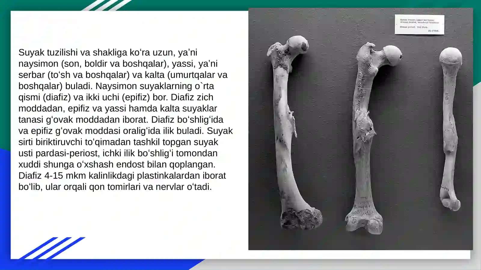 Suyaklarning turlari va vazifalari 4
