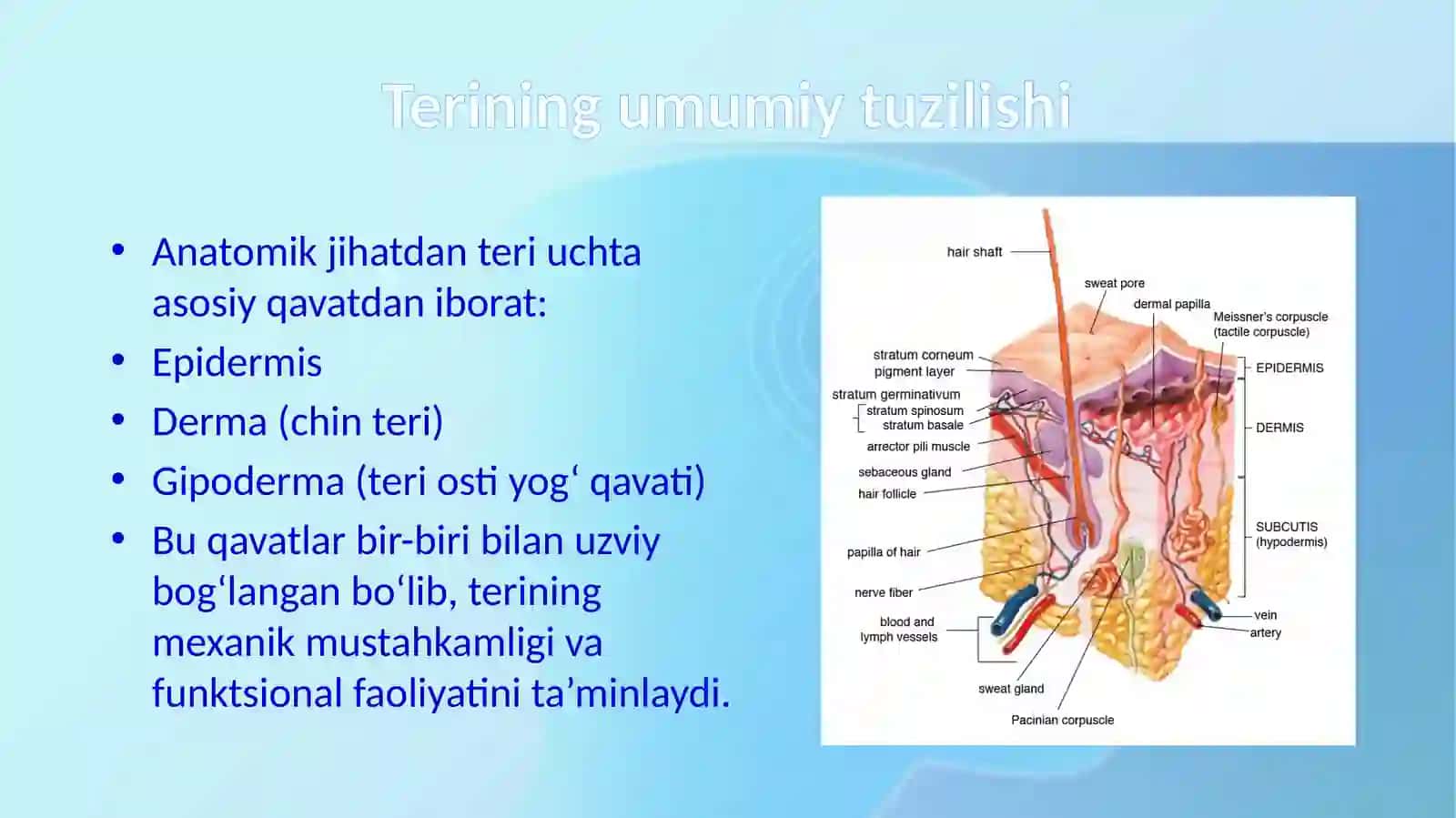 Terining anatomiyasi, gistologiyasi va patomorfologiyasi. Terining asosiy funktsiyalari. 4