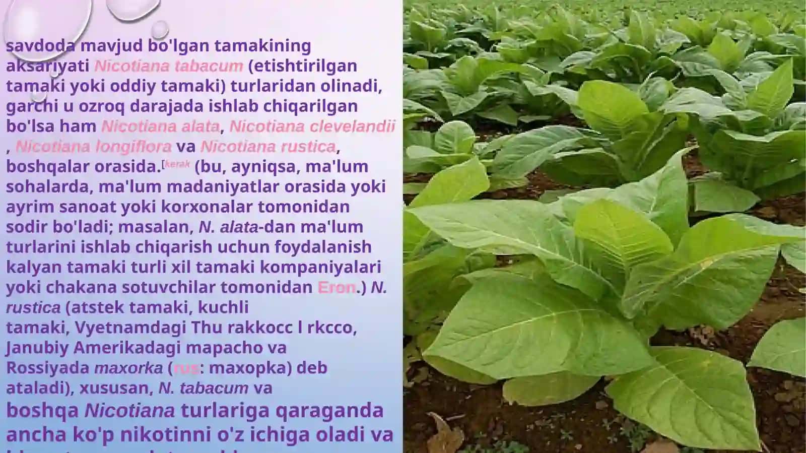 TAMAKI MAHSULOTLARINI CHEKISHNI OQIBATLARI VA ULARNI OLDINI OLISH 4