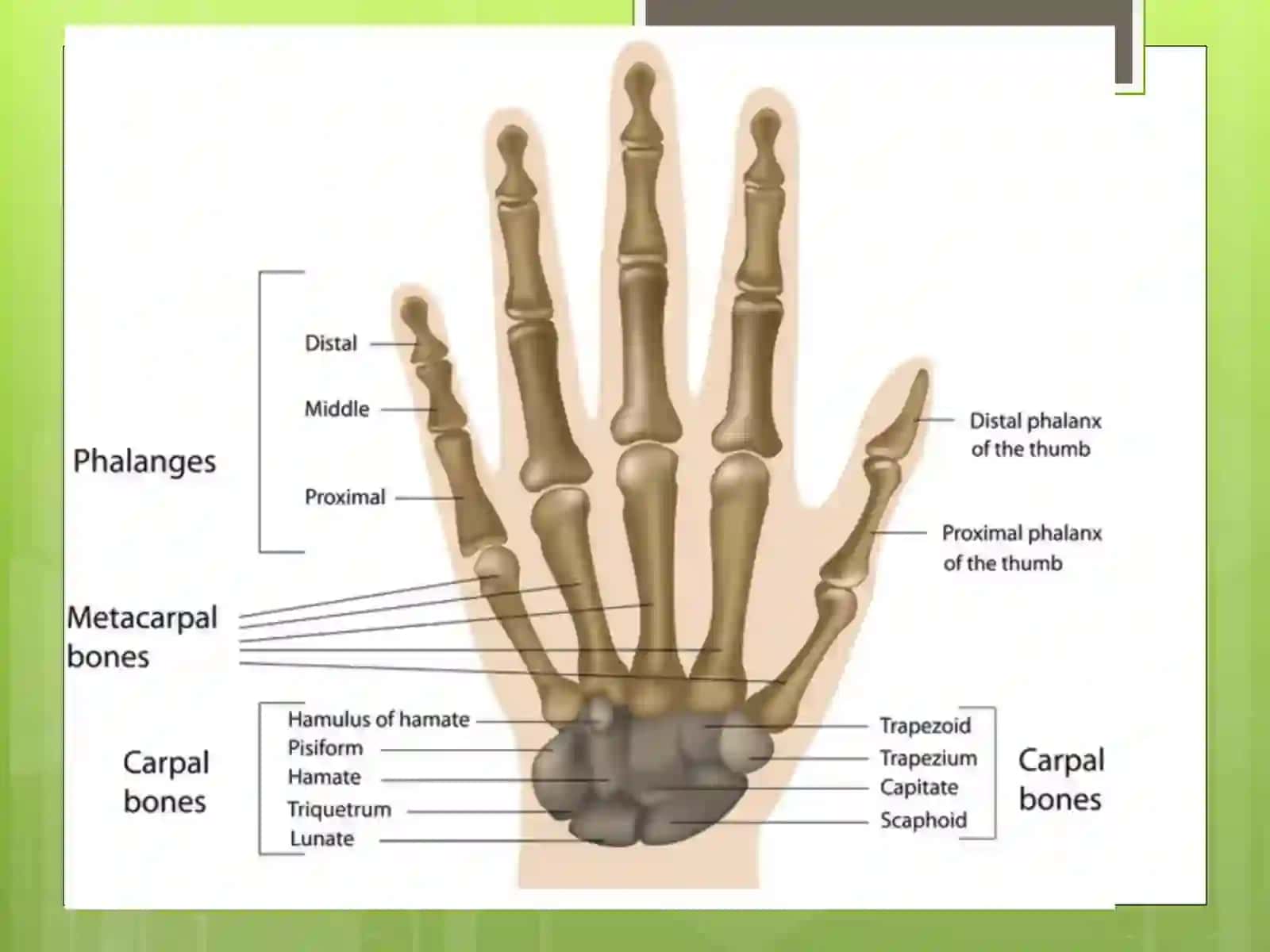 SohobiddinovNodirbekning Anatomiyafanidan,,Qoʻlsuyaklaribirlashmalaririvojlanishigasportvamehnatningtaʼsiri‘’ 4