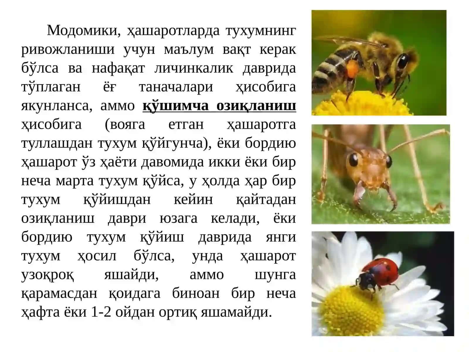 ҲАШАРОТЛАР ЭКОЛОГИЯСИ 4