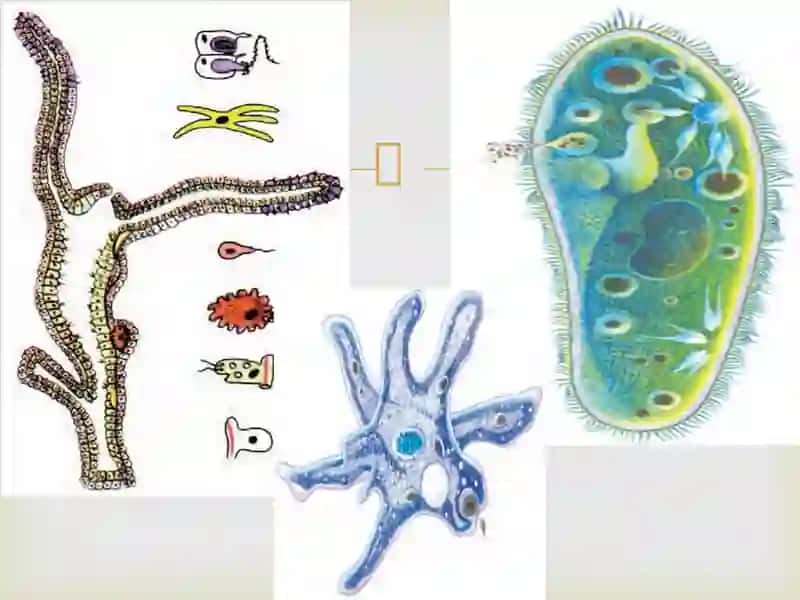 HAYVONLARNING HAZM QILISH ORGANLARI EVOLUTSIYASI 4