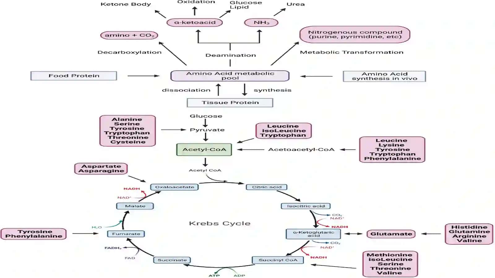 Aminokislotalar almashi nivini buzilishi: etiopatogenezivamorfologiyasi 4