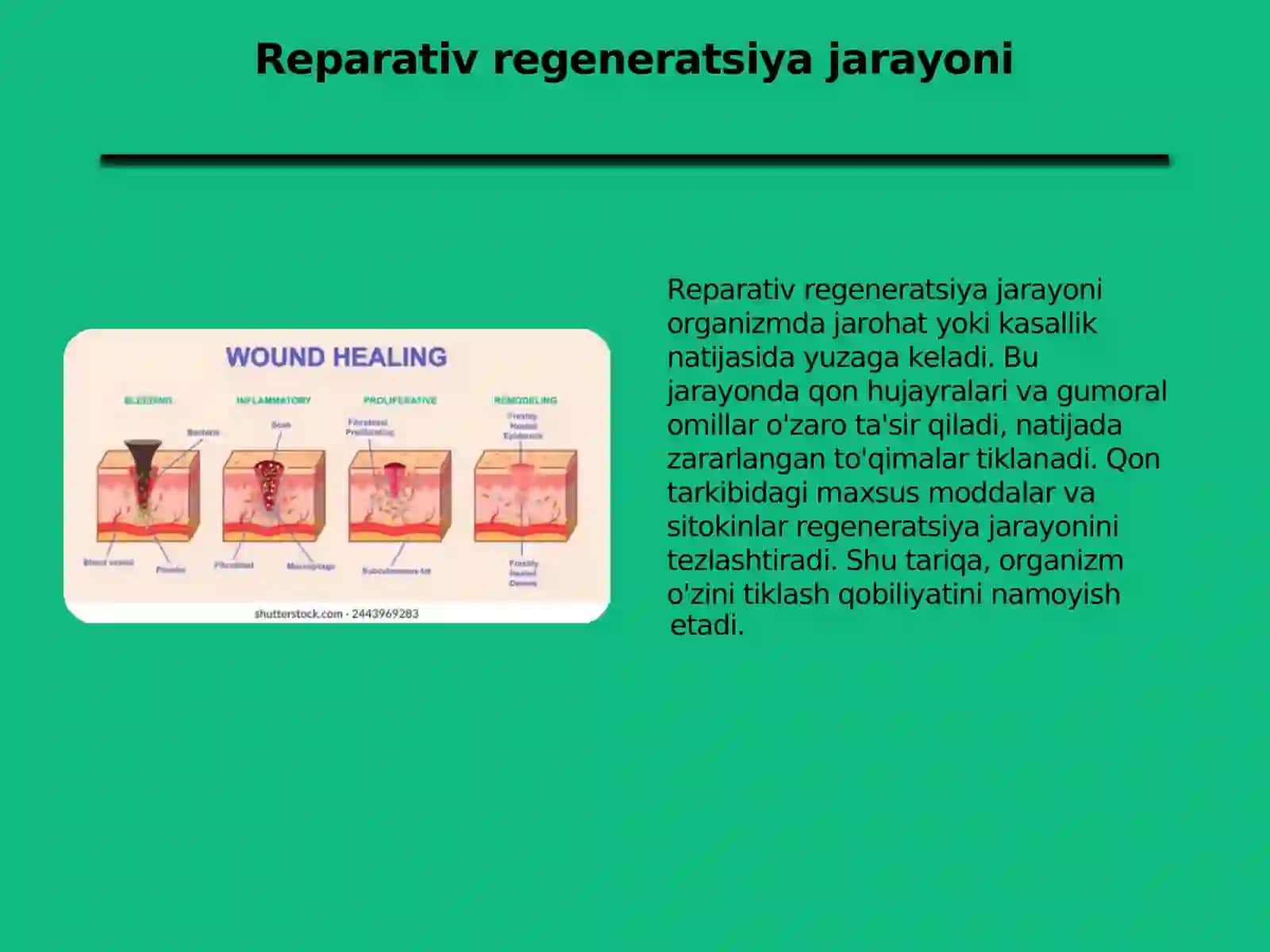 Qon hujayralari fiziologik va reparativ regeneratsiyasi 4