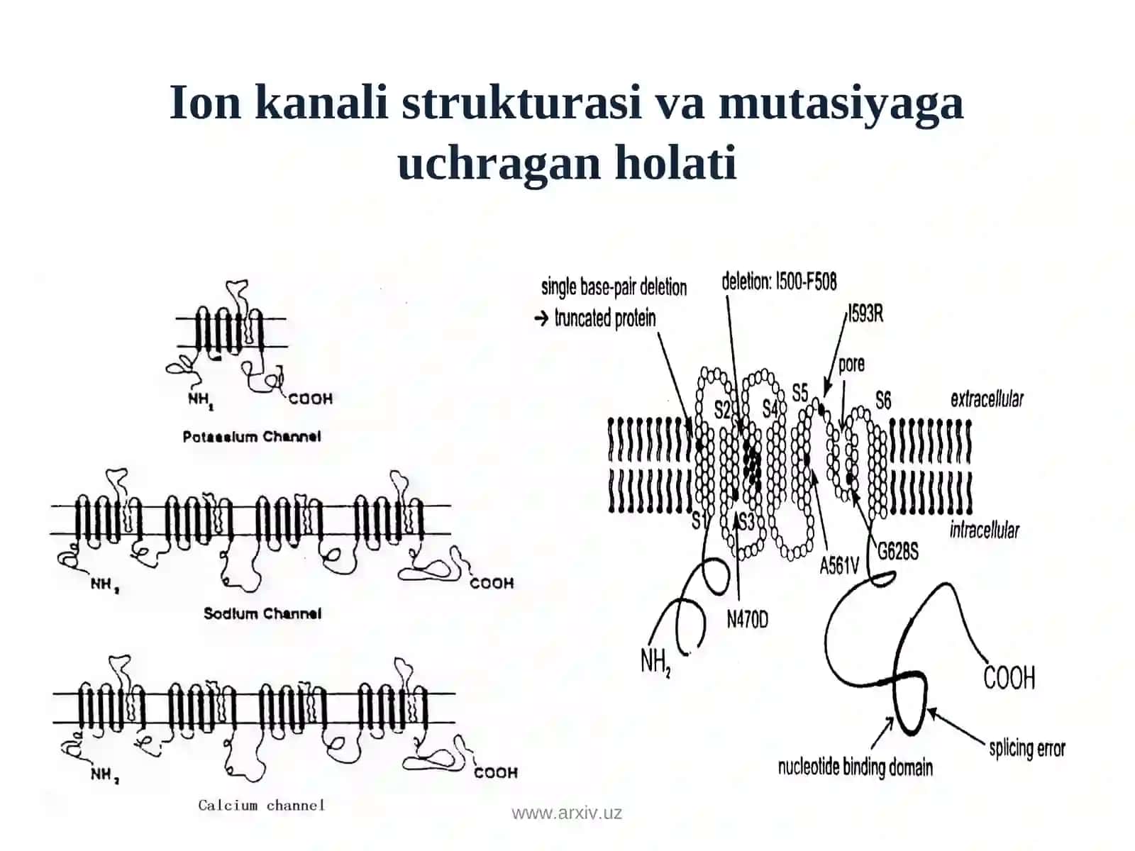 Kanalopatiya muammosiga zamonaviy yondoshuv 4