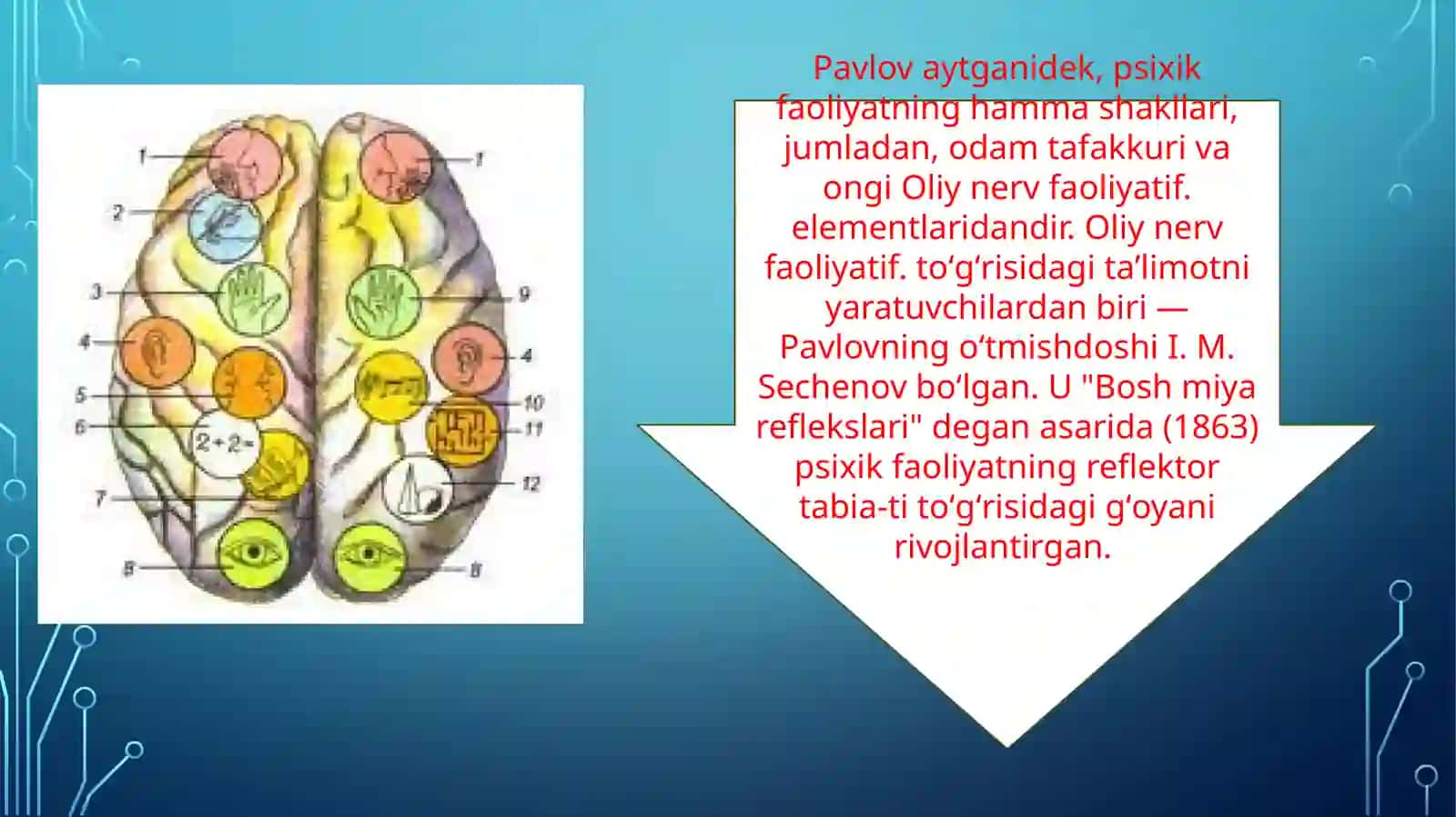 Nerv sistemasi.(Nevralogiya). Oliy nerv faoliyati 4