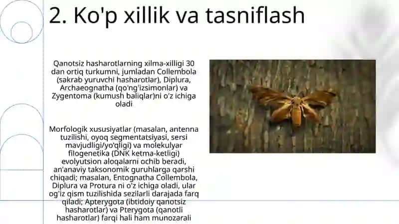 Muylovsizlar - Rrotura qanotsiz hasharotlar 4