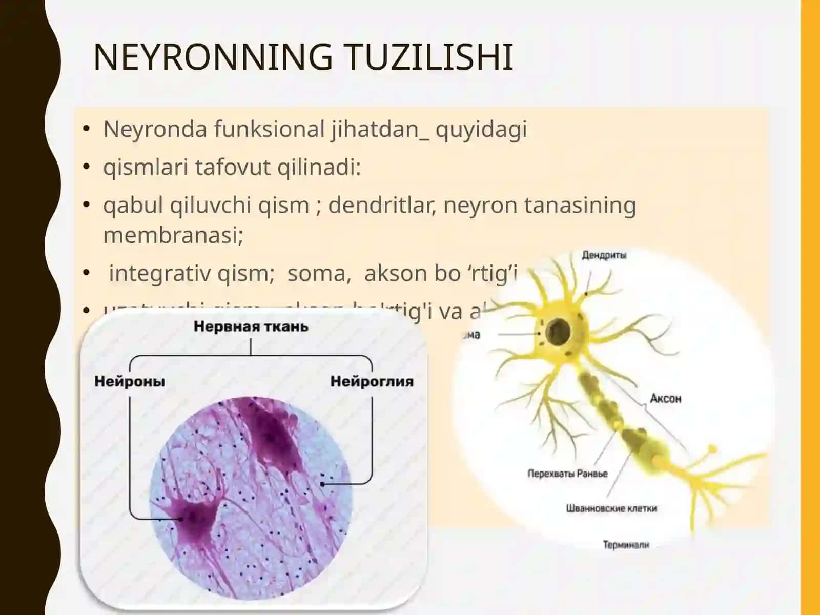 NERVТОЛАЛАРИНИНГ ВА СИНАПСЛАРНИНГ ФИЗИОЛОГИЯСИ 4