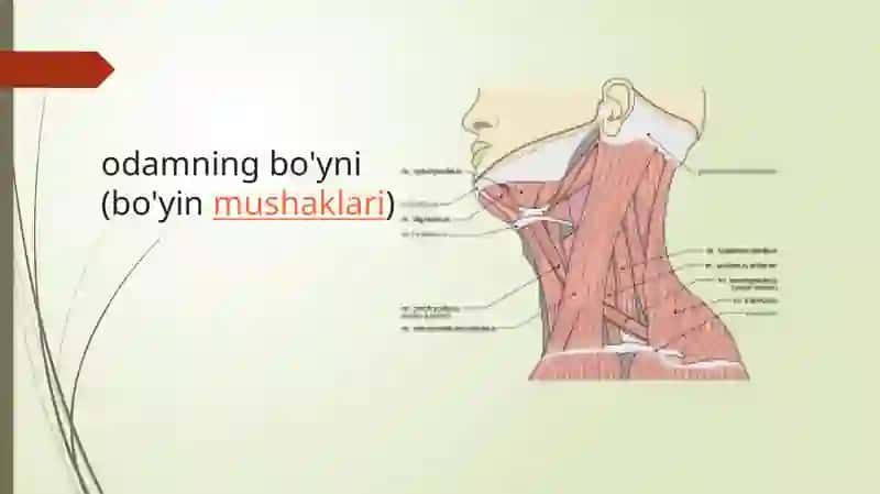 Bo'yin elka vabel dum 4