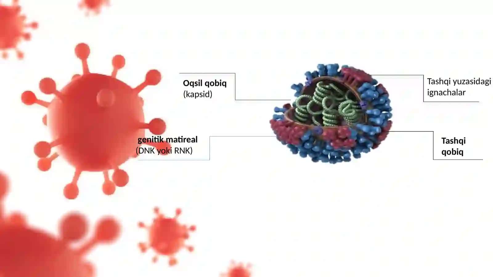 VIRUS  TUZILISHI 4