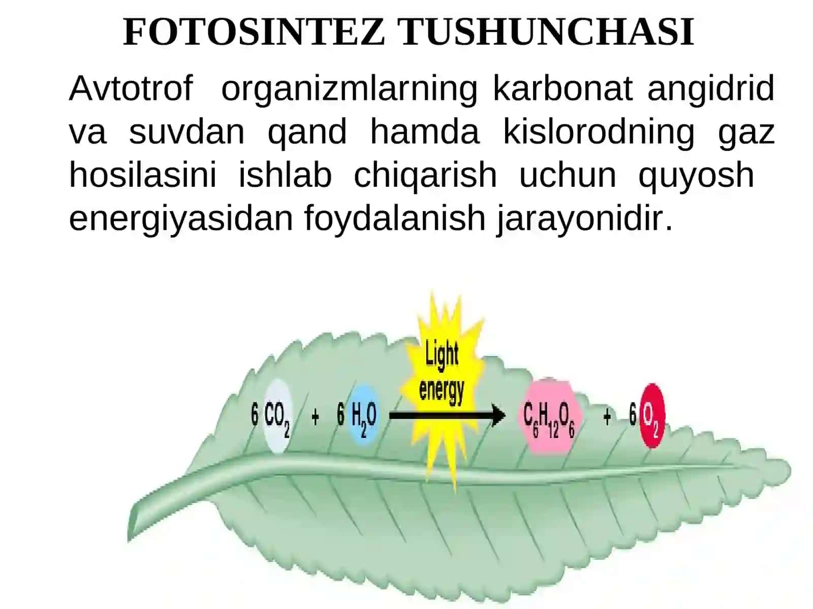 O'simliklarda bargning tuzulishi 4