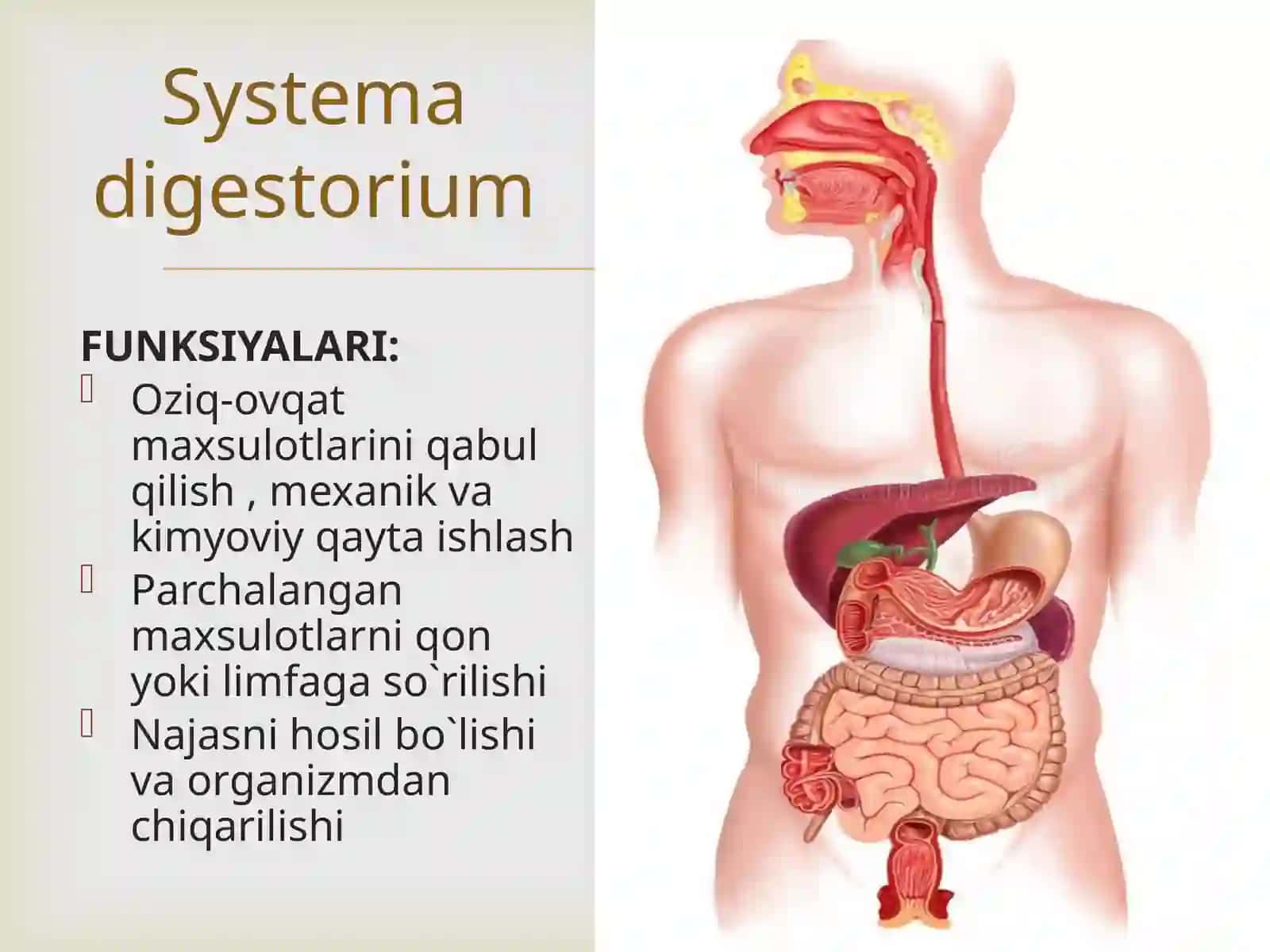 Hazm  sistemasi: og`iz bo`shlig`i a`zolari, so`lak bezlari, halqum 4
