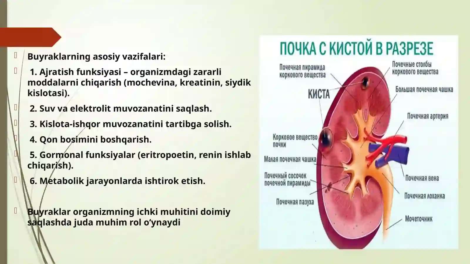 Buyraklar faoliyatining boshqarilishi. Ichki muhitning tarkibi va xajmi boshkarishida buyraklarning ahamiyati. Siydik konsentratsiyasi va xujayralararo suyuqlikni boshqarilishi 4
