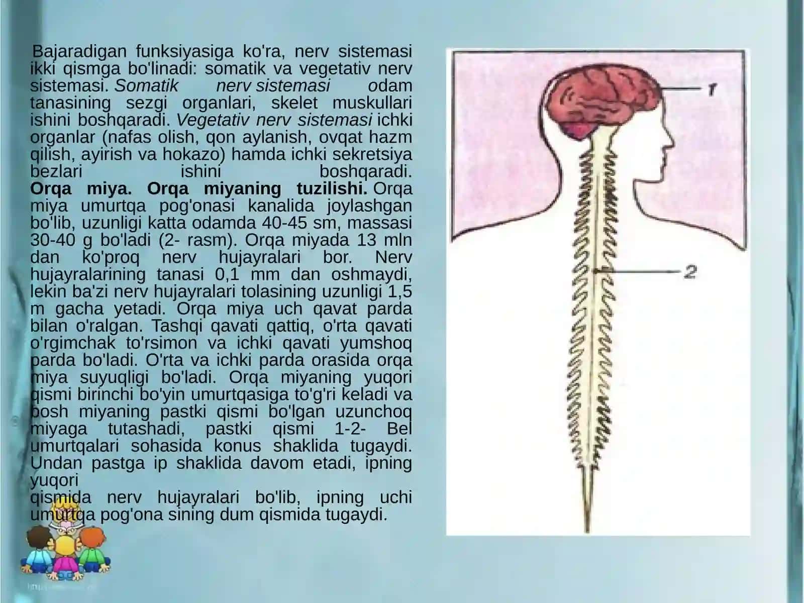 Nerv sistemasining ahamiyati 4