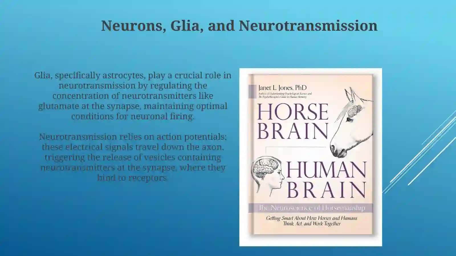 Human brain 4