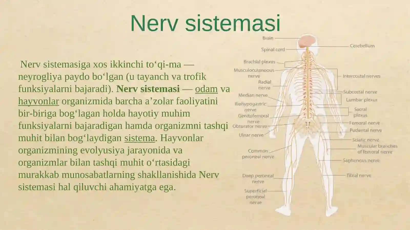 Nerv sistemasining tuzilishi 4