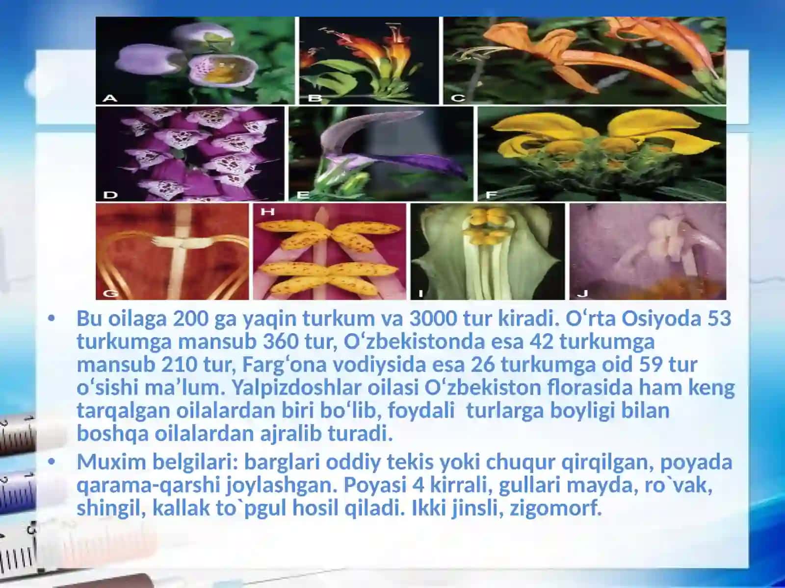 Mavrak 4