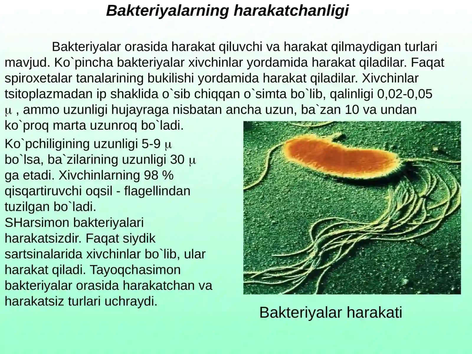 Bakteriyalarning morfologiyasi va sistematikasi 4