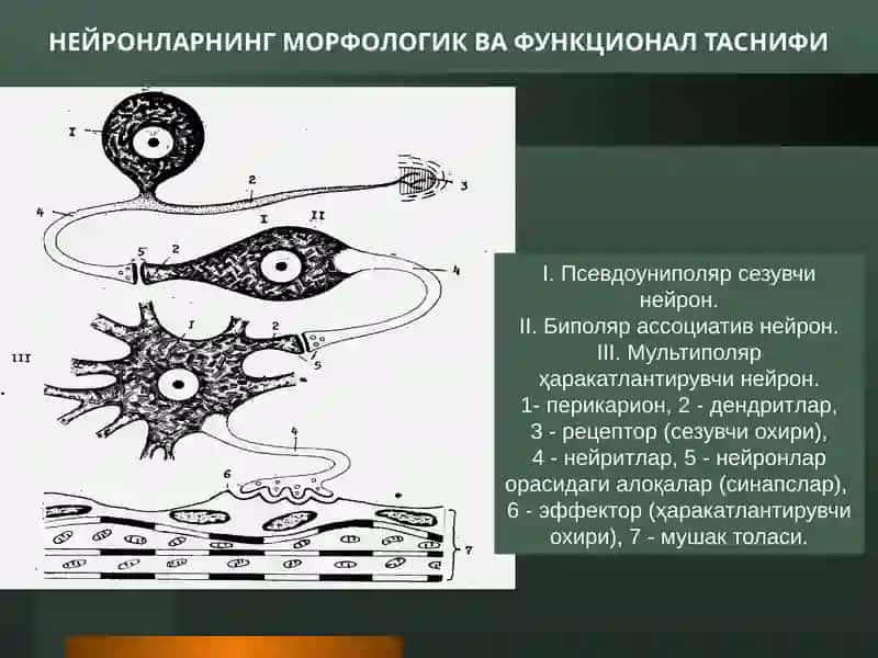 Нерв тўқимаси 4
