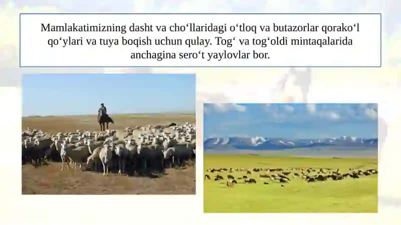 CHORVACHILIK 4