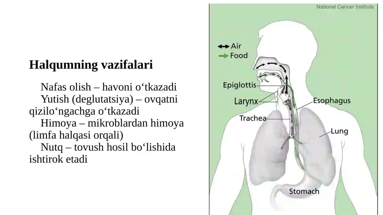 Bo’yina’zolariningklinikanatomiyasi 4