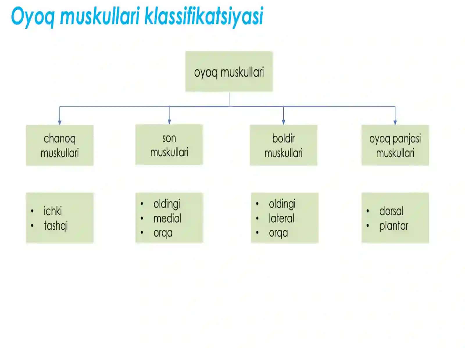 Oyoq mushaklari 4