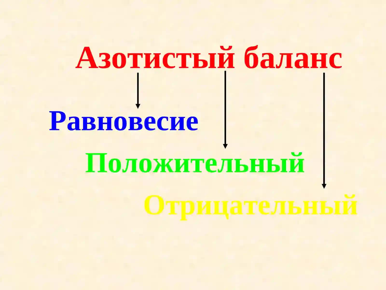 Обмен простых белков.Общие пути обмена аминокислот.Биогенные амины 4