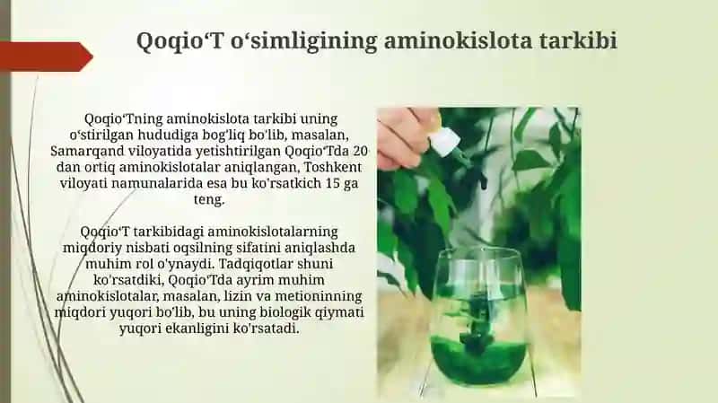 Qoqioʻt oʻsimligining shifobaxsh xususiyatlari 4