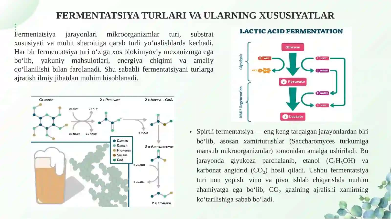 Fermentatsiya o’simliklarini tadqiq qilish 4