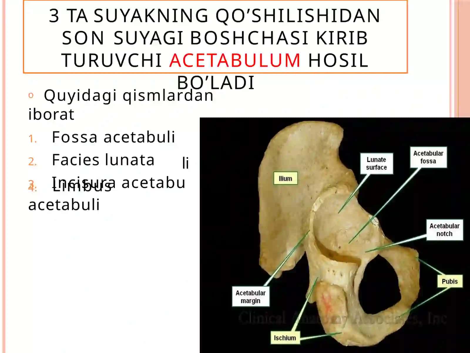 TOSHKENT DAVLAT TIBBIYOT UNIVERSITETI ANATOMIYA FANI 4