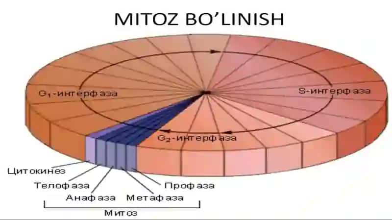 Hujayralarning mitotik va Hayotiy sikli. Hujayra proliferatsiyasi. 4