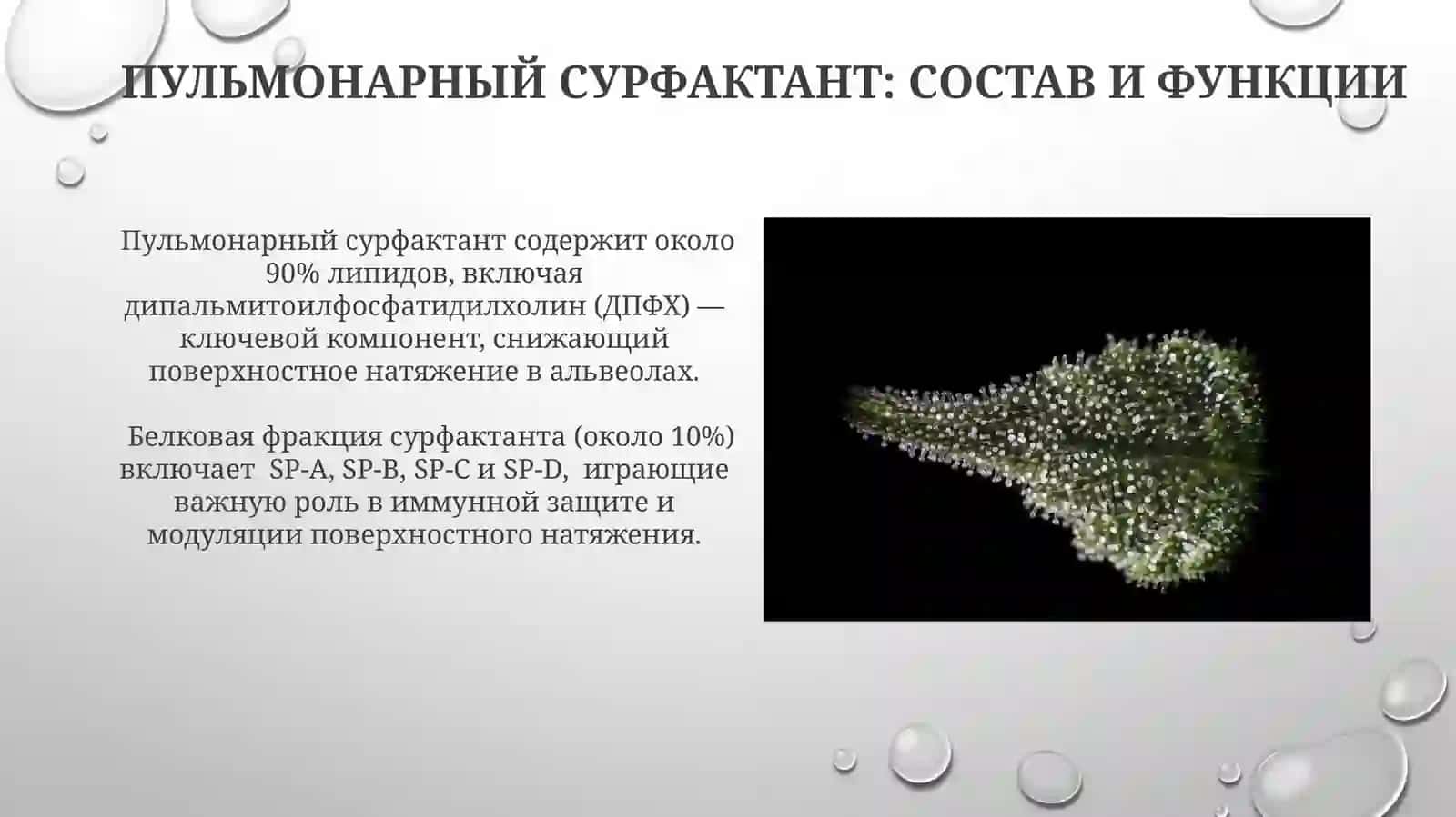 Система сурфактанта: состав и механизм действия 4
