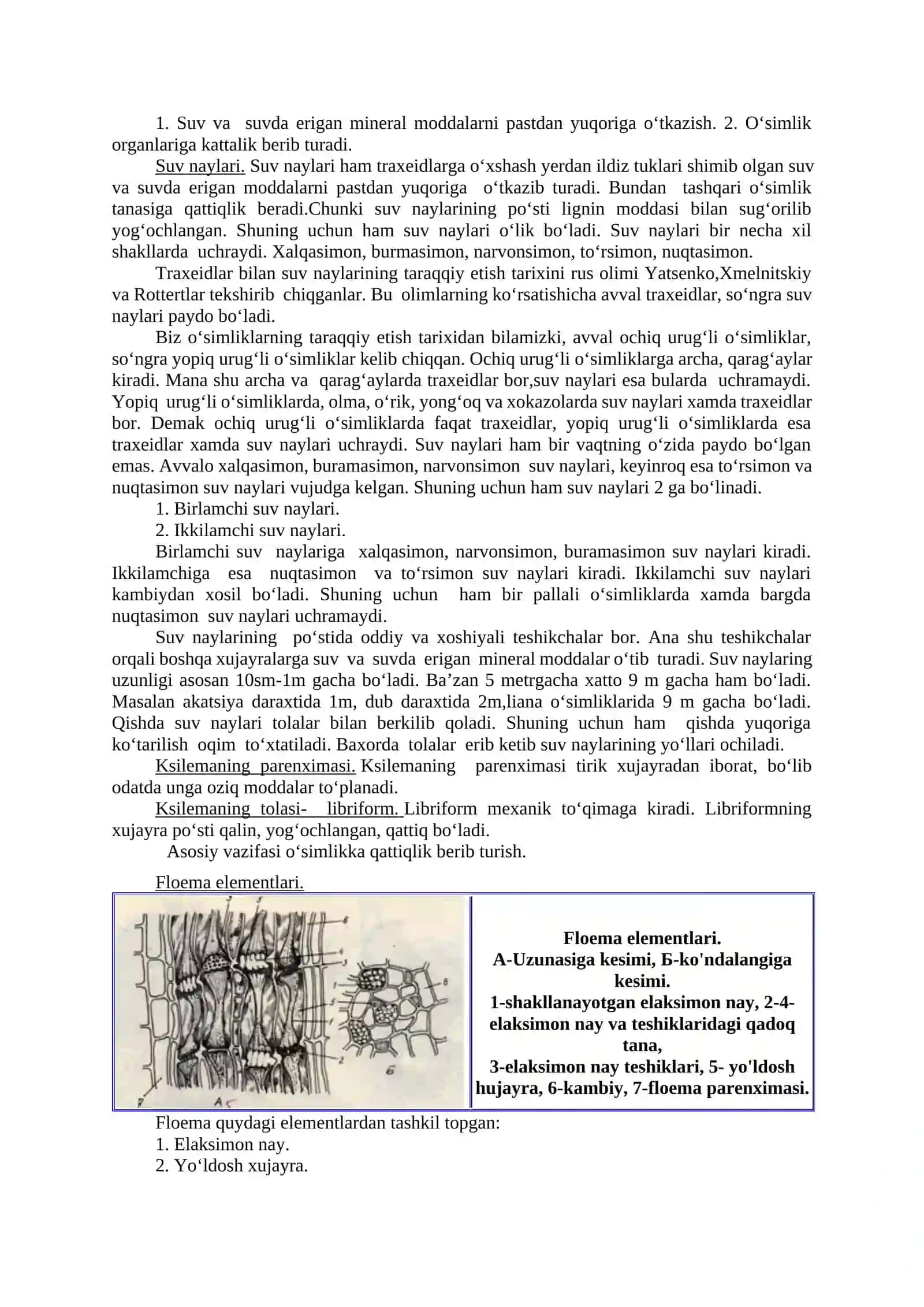 MEXANIK, O‘TKAZUVCHI, AJRATUVCHI VA ASOSIY TO‘QIMALAR. ILDIZ MORFOLOGIYASI.ILDIZNI FIZOLOGIK va anatomik tuzilishi 4