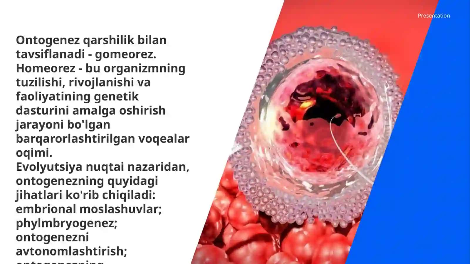 Hujayra ontogenizining rivojlanish bosqichlari 4