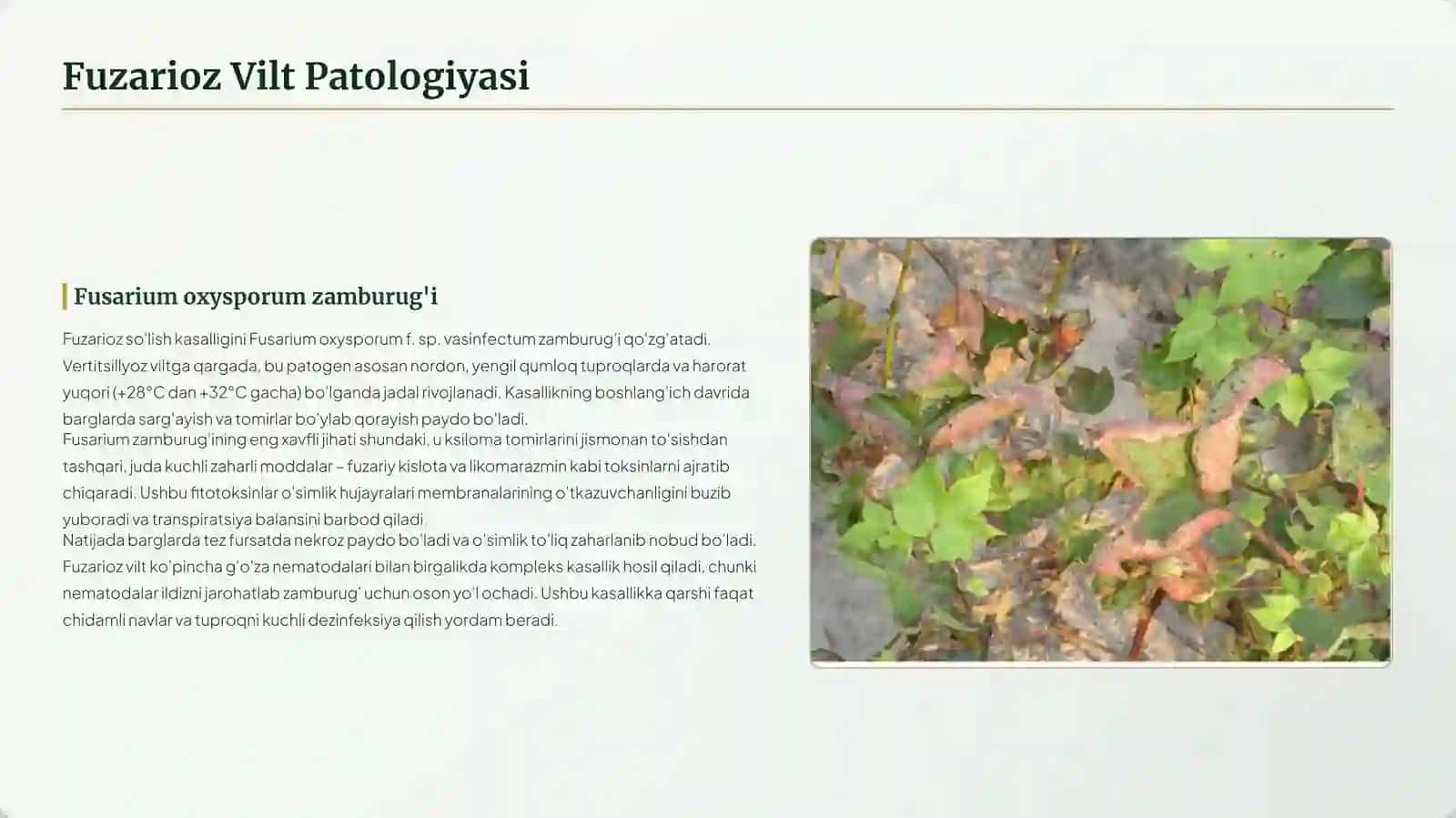 G'o'zadaViltKasalligi 4