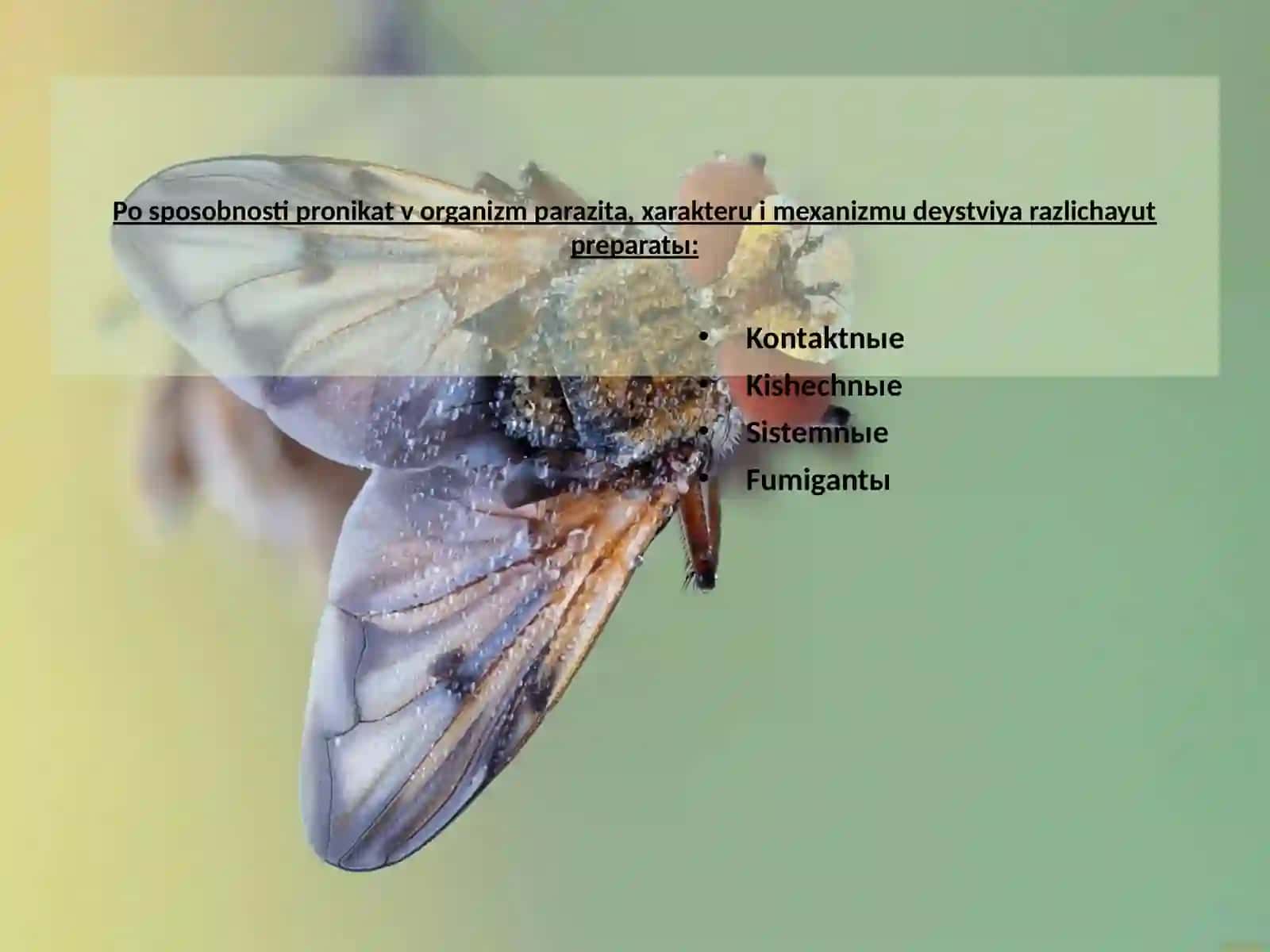 Insektoakaritsidlar va rodentsidlar xarakteristikasi 4