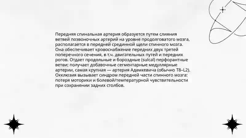 Кровообращения спинного мозга 4