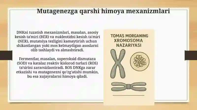 Organizmning mutagen ta'siriga chidamliligi 4