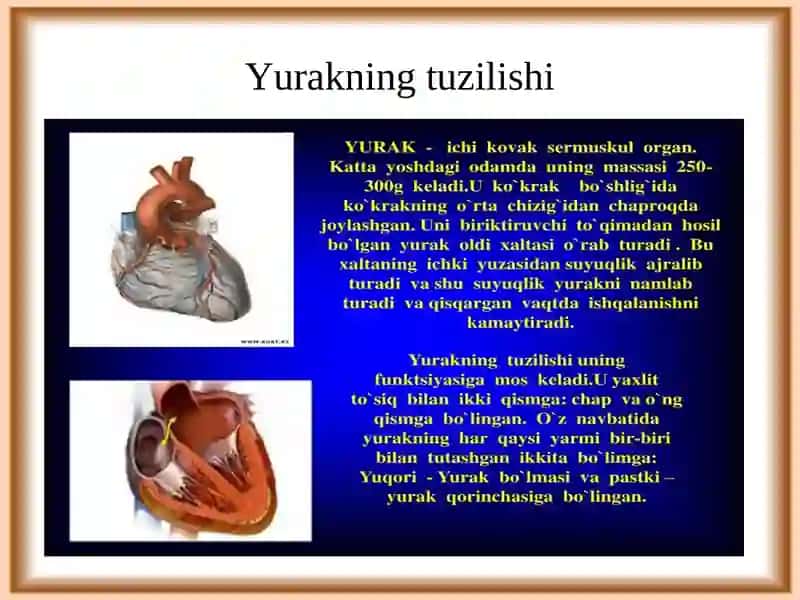 Yurak-qon tomir tizimining yoshga oid fiziologiyasi va gigiyenasi 4